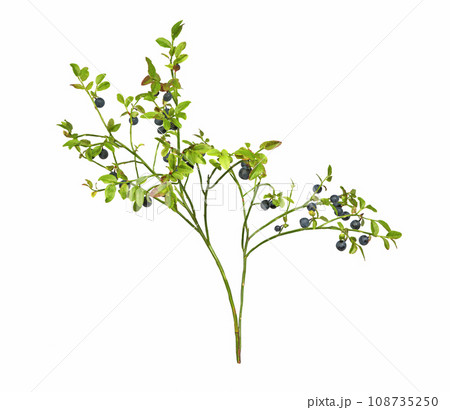Wild blueberry branch Wild blueberry branch 108735250