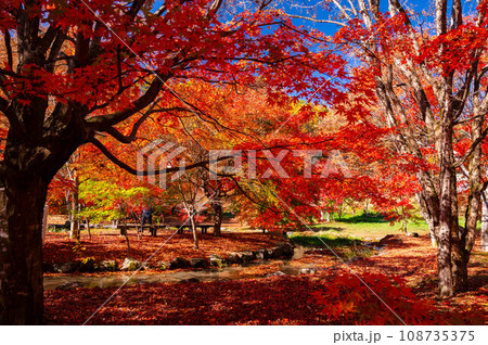 紅葉の美しい出早公園 岡谷市 紅葉の美しい出早公園 岡谷市 108735375