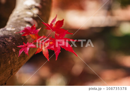 真っ赤な紅葉の葉 108735378