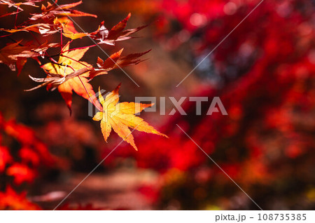 黄葉の紅葉 108735385