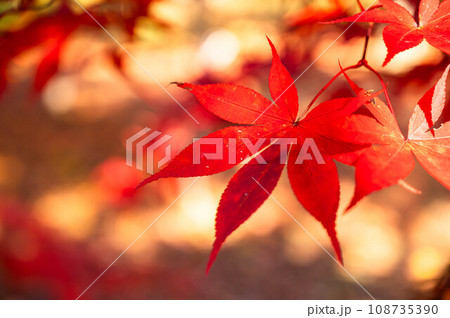 美しい紅葉の葉 美しい紅葉の葉 108735390