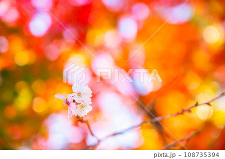 秋に咲く桜の花 108735394