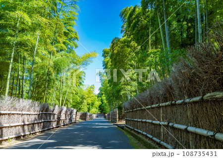 京都府向日市 竹の径 竹林の竹垣 京都府向日市 竹の径 竹林の竹垣 108735431