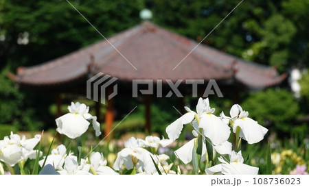 花菖蒲園 花菖蒲園 108736023