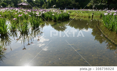 花菖蒲園 108736028