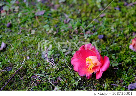 落ちた椿の花 108736301