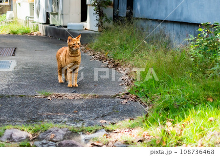 路地に茶色の可愛い猫が立ち止まっている風景 路地に茶色の可愛い猫が立ち止まっている風景 108736468