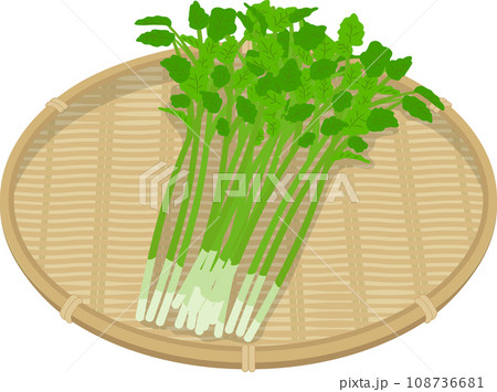 ザルにのったセリ ザルにのったセリ 108736681