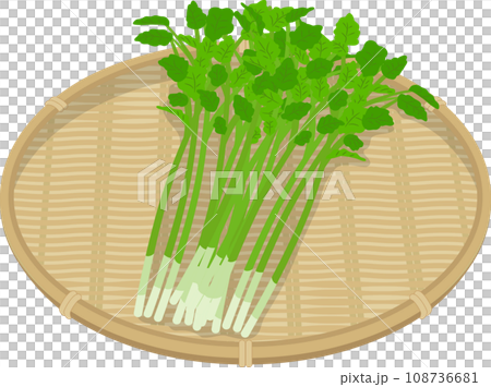 ザルにのったセリ ザルにのったセリ 108736681