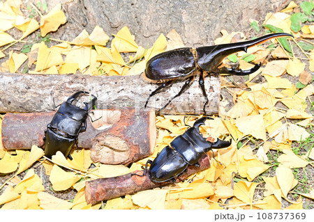 外国産昆虫 108737369