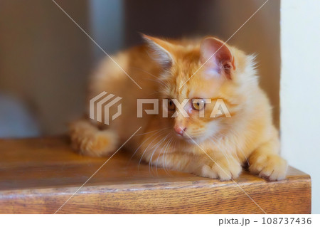 Portrait of Playful Ginger cat on the staircase 108737436