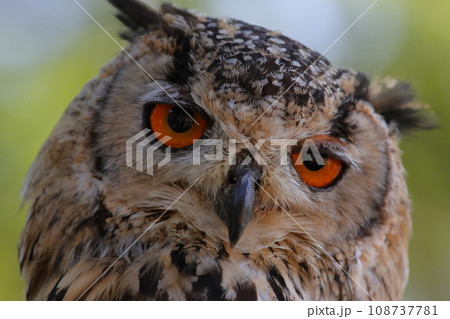 とても眠そうなミミズクさん 108737781