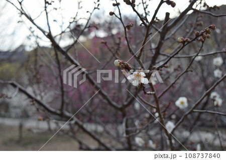 咲き始めた梅の花 咲き始めた梅の花 108737840