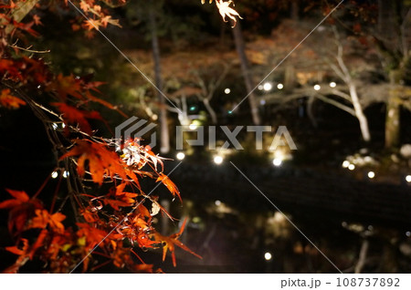 岩屋堂の紅葉！夜に浮かび上がる美しい紅葉 108737892