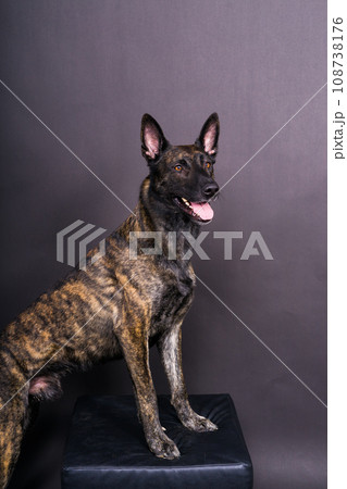 Dutch Shepherd Puppy Dog portrait in studio closeup, dark, red background 108738176