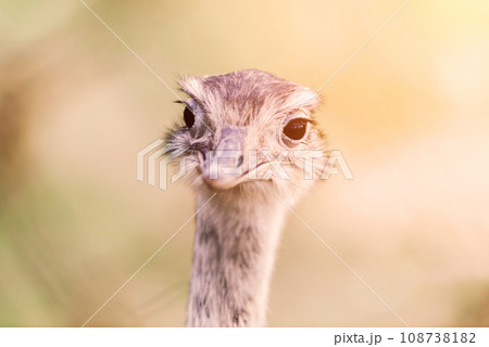Ostrich head close up, autumn weather park outdoors Ostrich head close up, autumn weather park outdoors 108738182