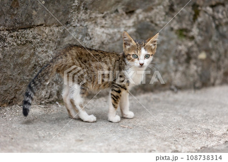Stray cat in Old Town of Kotor, Montenegro Stray cat in Old Town of Kotor, Montenegro 108738314