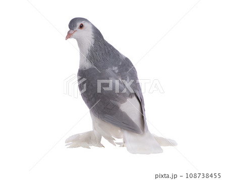 lahore pigeon isolated on white background 108738455