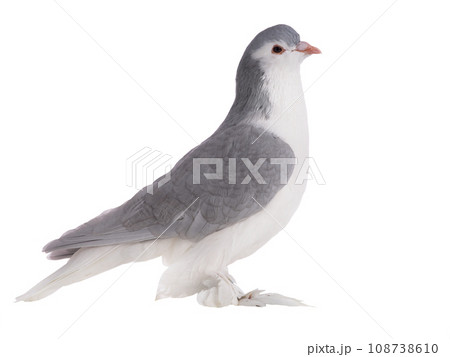 lahore pigeon isolated on white background lahore pigeon isolated on white background 108738610