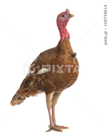 red bourbon turkey female isolated on white background 108738614