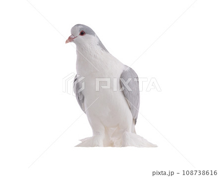 lahore pigeon isolated on white background 108738616