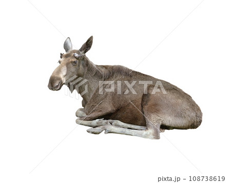 eurasian elk isolated on white background 108738619