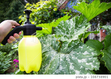 Spraying the leaves of zucchini and zucchini from pests. Spraying for the ovary of zucchini flowers. Close-up Spraying the leaves of zucchini and zucchini from pests. Spraying for the ovary of zucchini flowers. Close-up 108738901