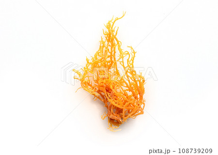 Irish sea moss. Chondrus Crispus, healthy organic raw seaweed, a close-up 108739209