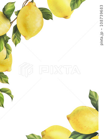 Lemons are yellow, juicy, ripe with green leaves, flower buds on the branches, whole and slices. Watercolor, hand drawn botanical illustration. Frame, template on a white background. 108739683