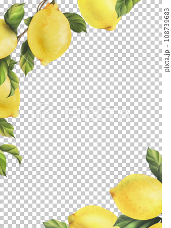 Lemons are yellow, juicy, ripe with green leaves, flower buds on the branches, whole and slices. Watercolor, hand drawn botanical illustration. Frame, template on a white background. 108739683