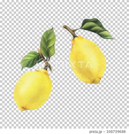 Lemons are yellow, juicy, ripe with green leaves on the branches, whole. Watercolor, hand drawn botanical illustration. Set of isolated objects on a white background. 108739686
