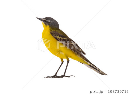 Western Yellow Wagtail isolated on white background Western Yellow Wagtail isolated on white background 108739715