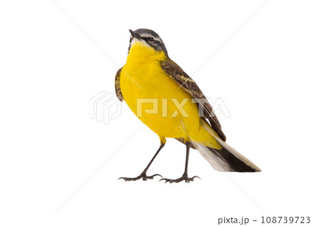 Western Yellow Wagtail isolated on white background 108739723