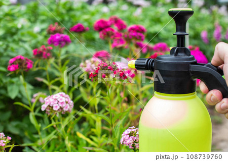 Spraying flowers in the country with ammonia and blue vitriol from pests and diseases, close-up Spraying flowers in the country with ammonia and blue vitriol from pests and diseases, close-up 108739760