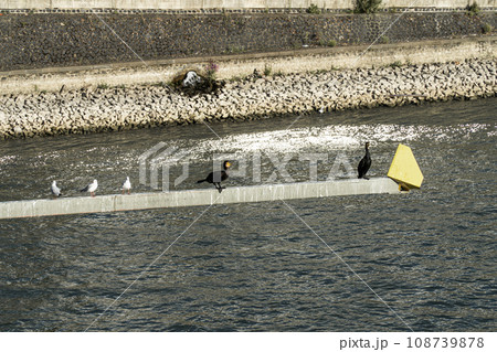 birds sit on a bridge structure near the river 108739878