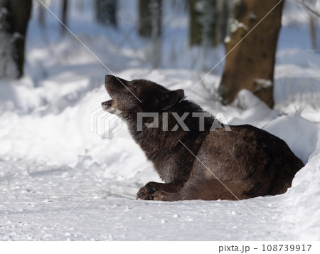 howling black canadian wolf in the forest 108739917