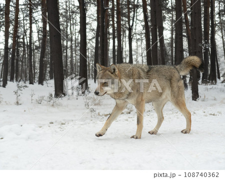 gray wolf walking on the road in the forest 108740362