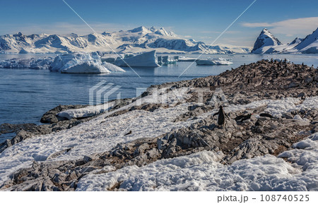 Gentoo Penguin colony - Antarctic Peninsula in Antarctica. 108740525