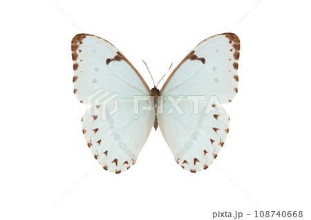 neotropical butterfly (morpho catenaria) isolated on white background 108740668