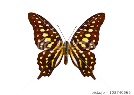 tailed jay butterfly (graphium agamemnon) isolated on white background 108740669