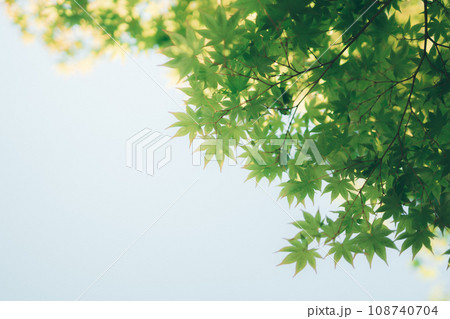 爽やかな新緑 108740704