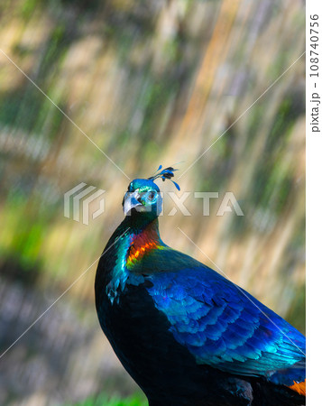 Portrait of Himalayan or Impeyan monal (Lophophorus impejanus) Portrait of Himalayan or Impeyan monal (Lophophorus impejanus) 108740756