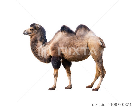 camel isolated on white background 108740874