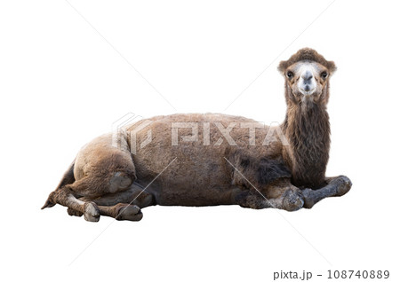 lying camel isolated on white background 108740889