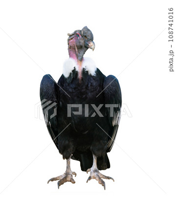 andelan condor isolated on white background andelan condor isolated on white background 108741016