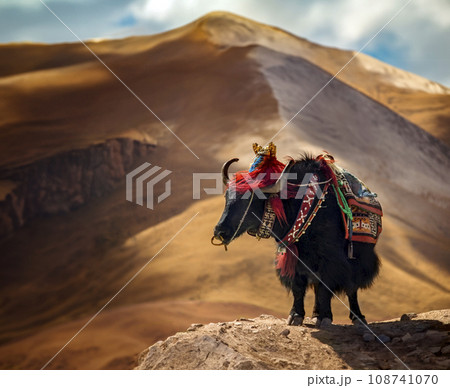 Tibetan Yak - Tibet - China Tibetan Yak - Tibet - China 108741070