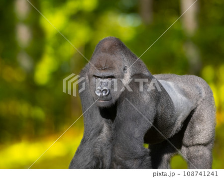portrait western lowland gorilla sitting on the green grass portrait western lowland gorilla sitting on the green grass 108741241