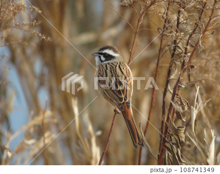 枝に留まるホオジロのオス 108741349