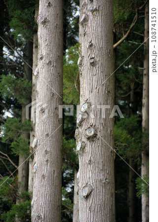 枝打ちされた杉林 七山村の風景 枝打ちされた杉林 七山村の風景 108741510