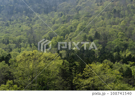 新緑の針広混合林 108741540